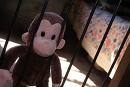 monkey jail
